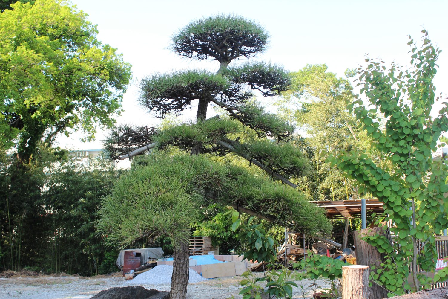 枝下ろし 枝透かし 造園 外構 エクステリアは船橋市のいつきガーデンへ